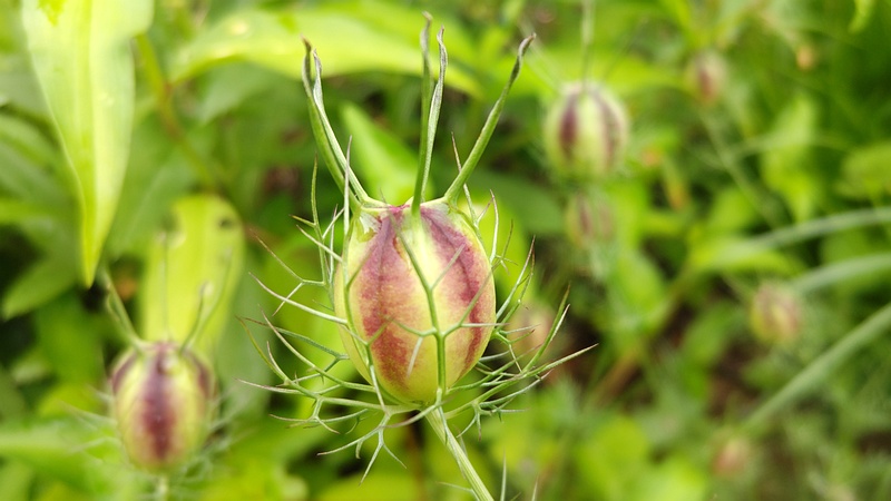 クロタネソウの果実 川崎市幸区さいわいふるさと公園