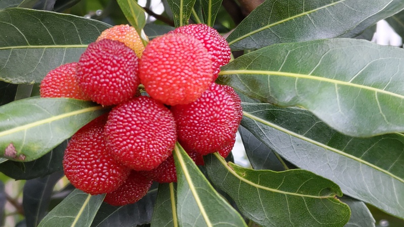 ヤマモモの果実 川崎市幸区さいわいふるさと公園