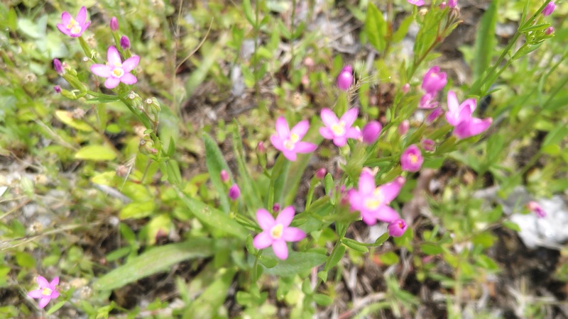 ベニバナセンブリの花 川崎市幸区