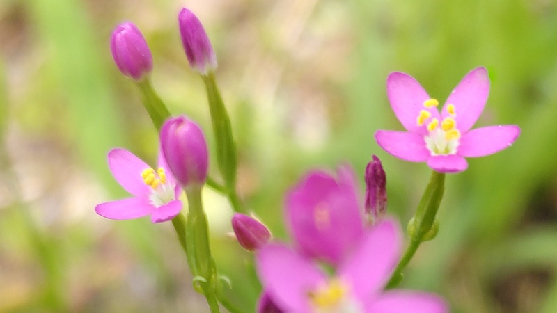 ベニバナセンブリの花 川崎市幸区
