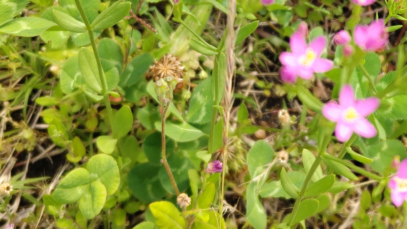ベニバナセンブリの花