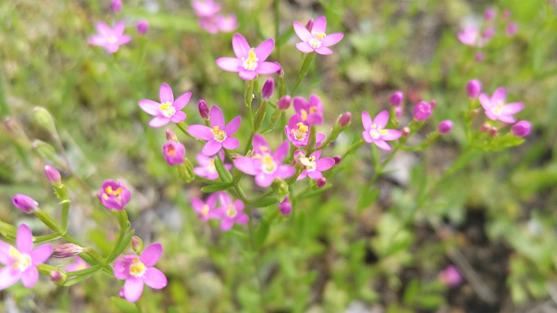 ベニバナセンブリの花 川崎市幸区