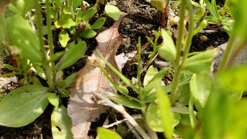 ベニバナセンブリのロゼッタ 川崎市幸区