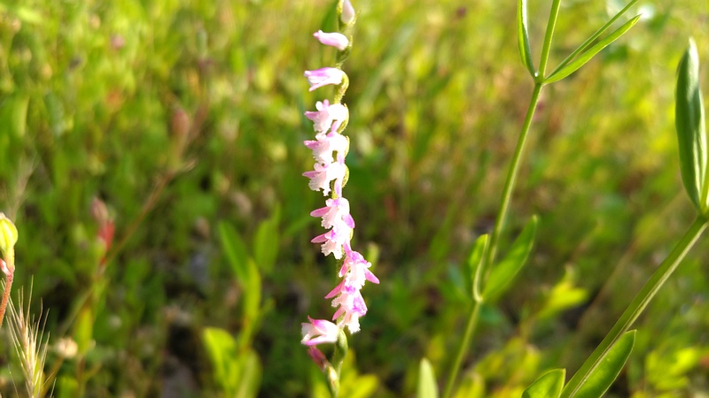ネジバナの花 川崎市幸区