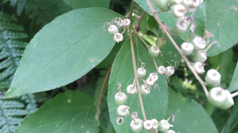 ヒメウツギの若い果実 横浜市旭区帷子川親水緑道