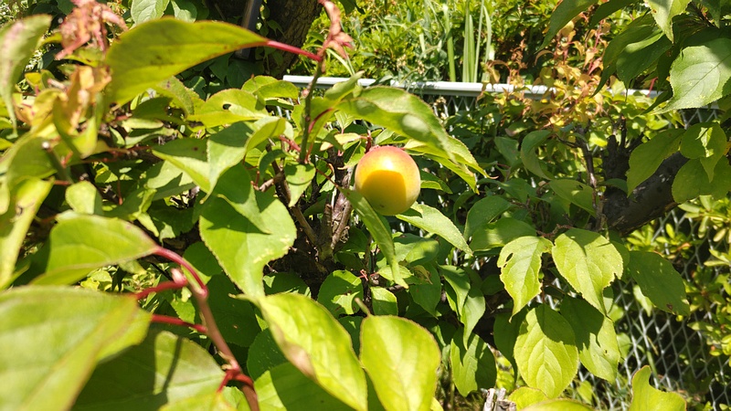 アンズの果実 横浜市旭区鶴ヶ峰