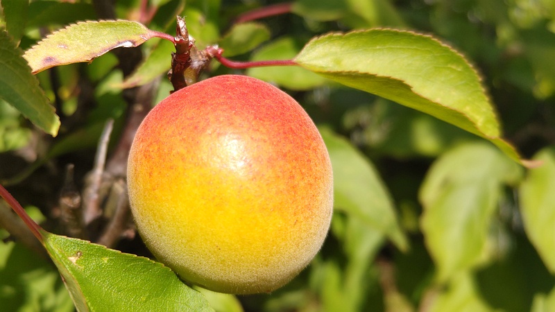 アンズの果実 横浜市旭区鶴ヶ峰