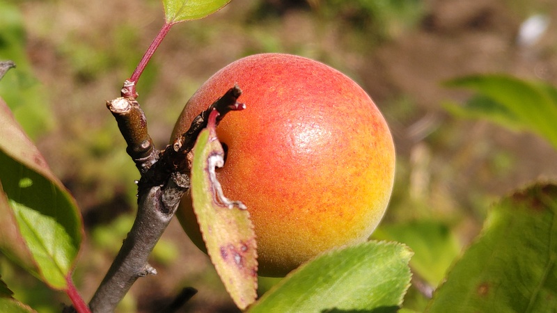 アンズの果実 横浜市旭区鶴ヶ峰