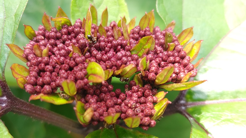 ボタンクサギの蕾 横浜市旭区今川町
