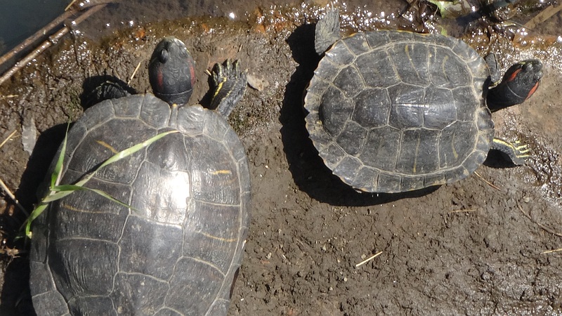 ミシシッピアカミミガメ 横浜市旭区今宿南町