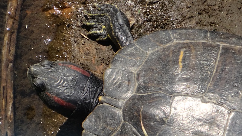 ミシシッピアカミミガメ 横浜市旭区今宿南町