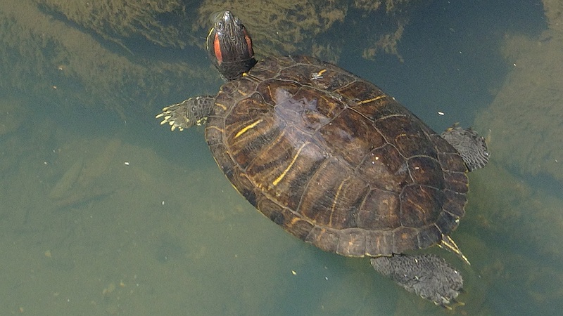ミシシッピアカミミガメ 横浜市旭区今宿南町