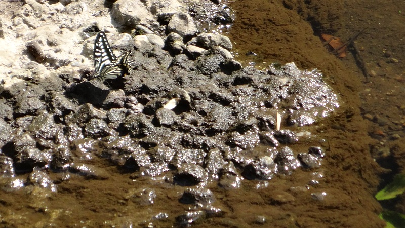 ナミアゲハ 横浜市旭区今宿南町