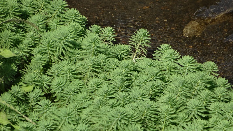 オオフサモ 横浜市旭区都岡町
