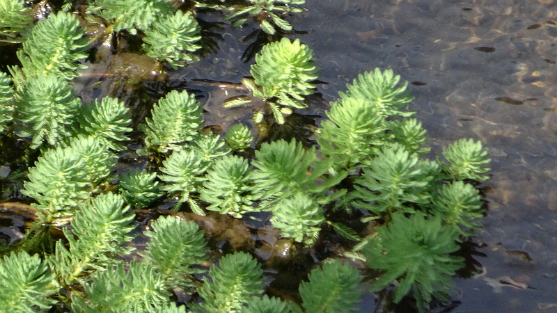 オオフサモ 横浜市旭区都岡町