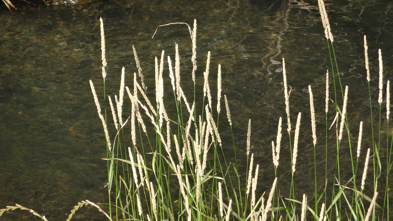 クサヨシ 横浜市旭区都岡町