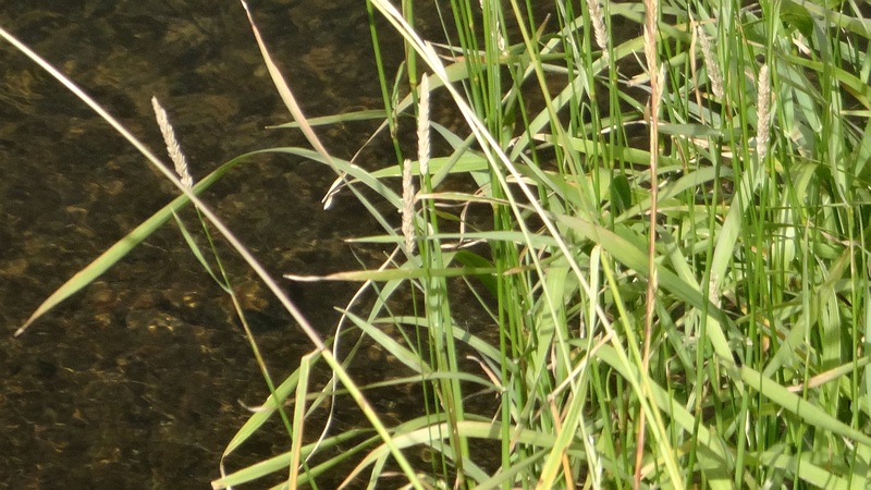 クサヨシ 横浜市旭区都岡町