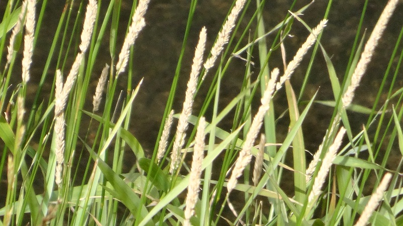 クサヨシ 横浜市旭区都岡町