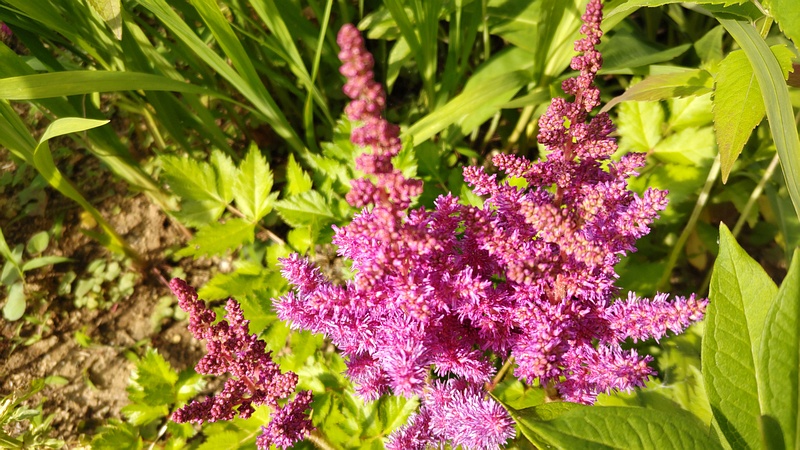 アワモリソウの花 横浜市旭区今宿南町