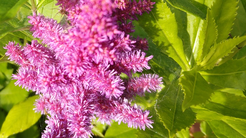 アワモリソウの花 横浜市旭区今宿南町