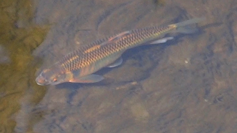 オイカワ 横浜市旭区今宿南町