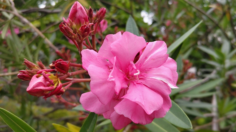 キョウチクトウの花 横浜市旭区希望が丘ふれあいの森公園