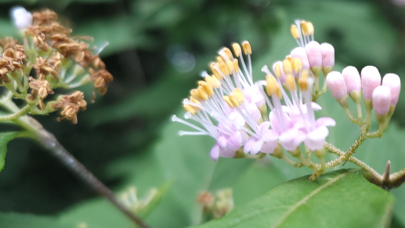 ムラサキシキブの花 横浜市旭区希望が丘水の森公園