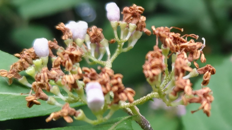 ムラサキシキブの花後 横浜市旭区希望が丘水の森公園