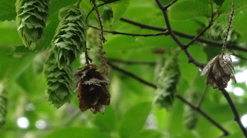 クマシデの果穂 横浜市旭区希望が丘水の森公園
