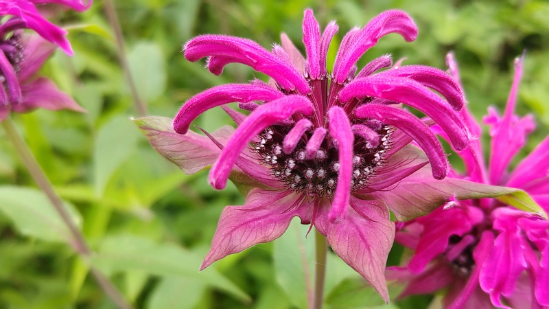 タイマツバナの花 横浜市旭区希望が丘水の森公園