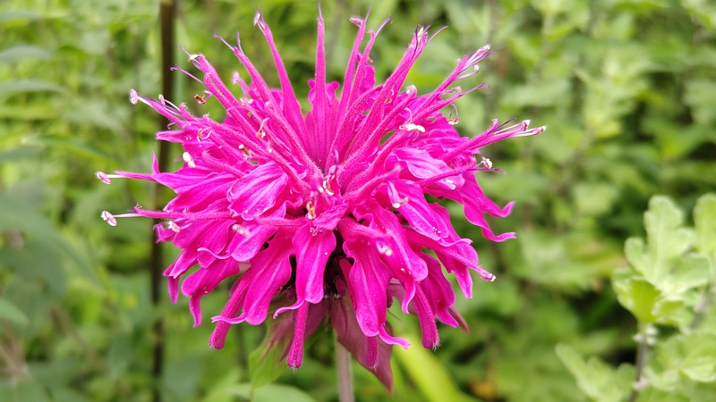 タイマツバナの花 横浜市旭区希望が丘水の森公園