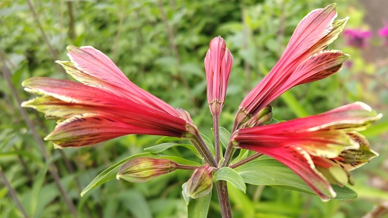 ユリズイセンの花 横浜市旭区希望が丘水の森公園