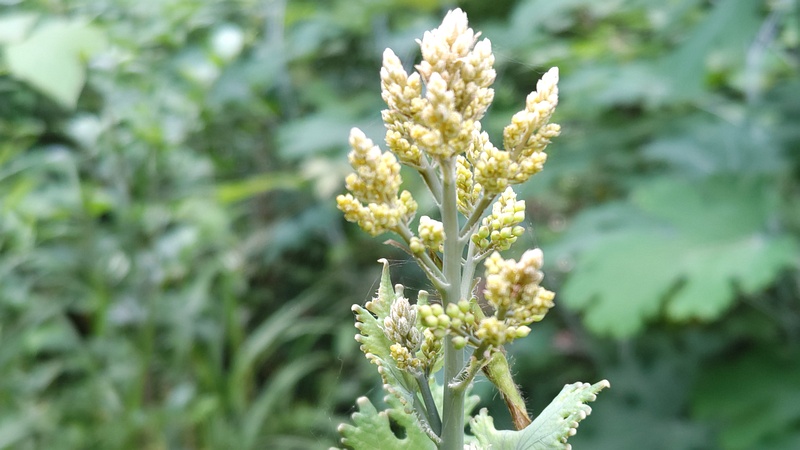 タケニグサの蕾 横浜市旭区希望が丘水の森公園