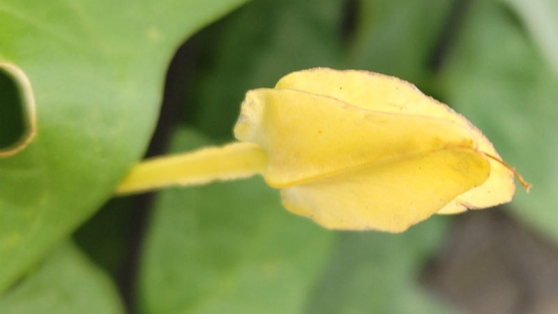 コヒルガオの苞葉 横浜市旭区中希望が丘