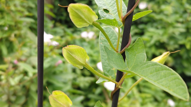 コヒルガオの苞葉 横浜市旭区中希望が丘