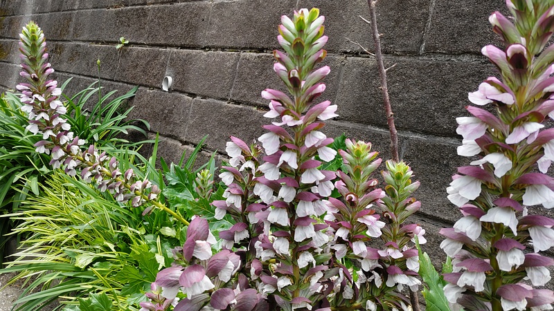 ハアザミの花 横浜市旭区中希望が丘