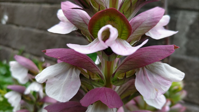 ハアザミの花 横浜市旭区中希望が丘