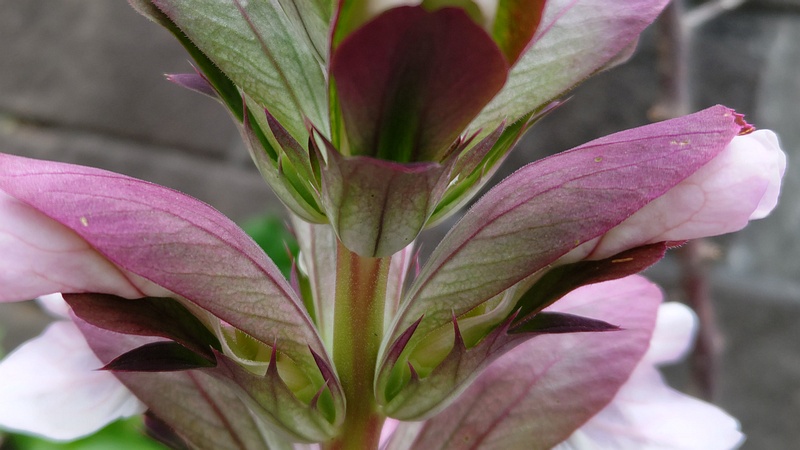 ハアザミの花 横浜市旭区中希望が丘