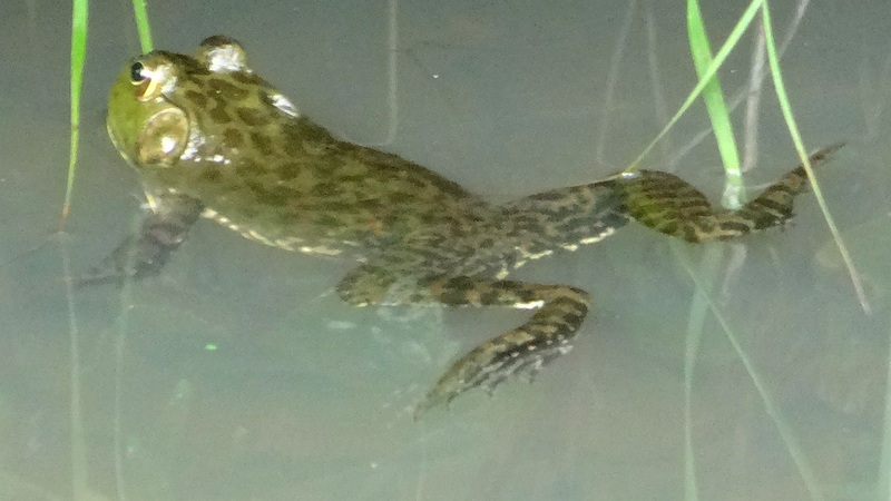 ウシガエル 川崎市幸区さいわいふるさと公園