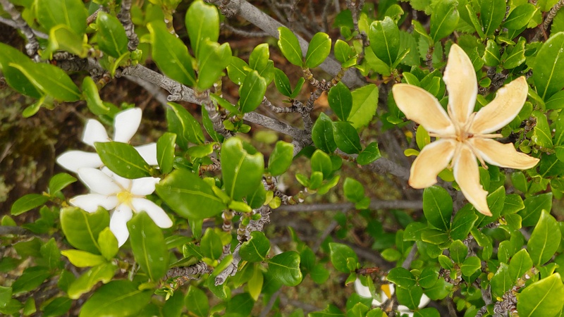 コクチナシの花 川崎市幸区