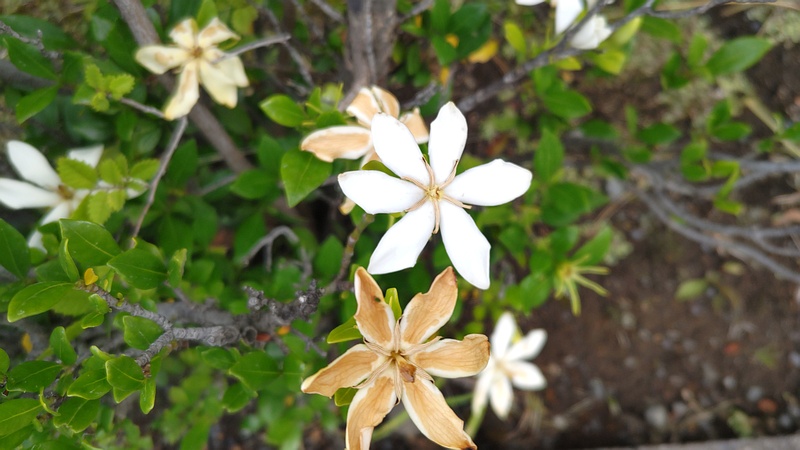 コクチナシの花 川崎市幸区