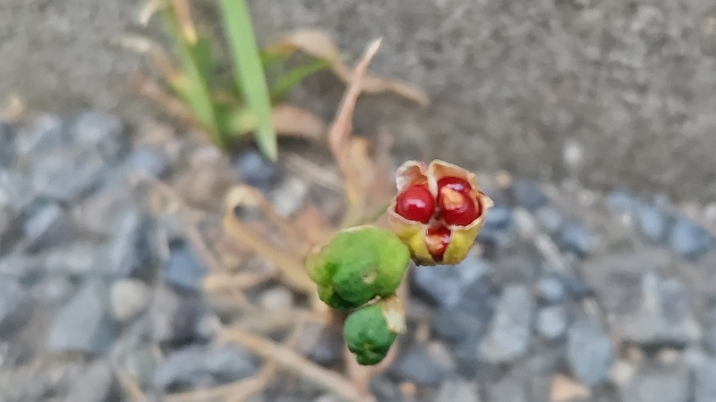 ヒメヒオウギの果実 横浜市旭区中希望が丘