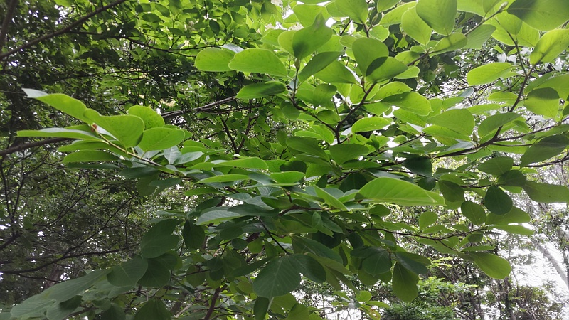 ハクモクレンの芽 川崎市幸区さいわいふるさと公園