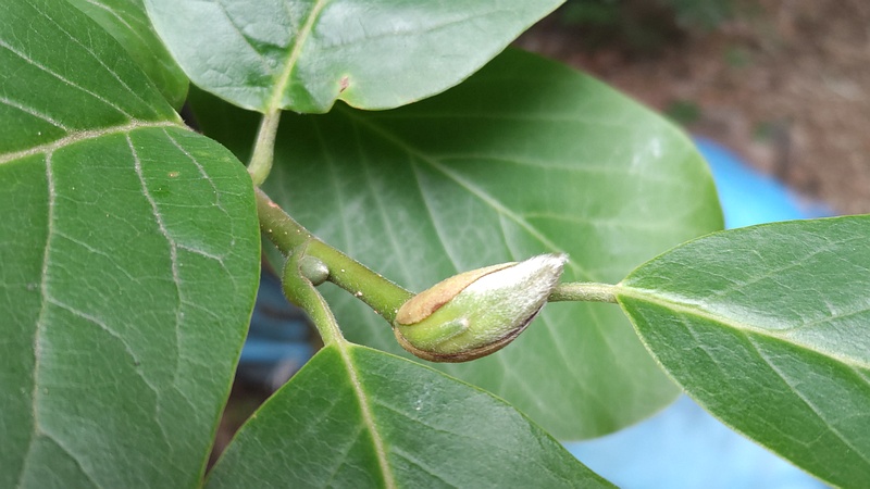 ハクモクレンの芽 川崎市幸区さいわいふるさと公園