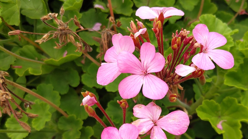 テンジクアオイの花 川崎市幸区さいわいふるさと公園