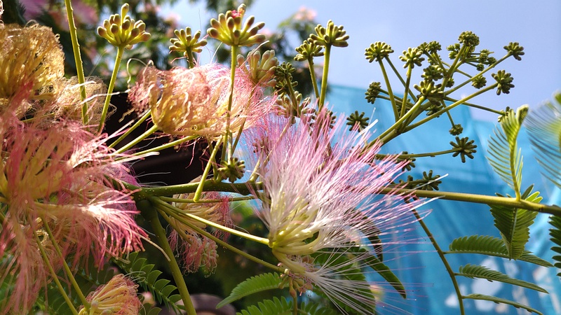 ネムノキの花 横浜市旭区鶴ヶ峰