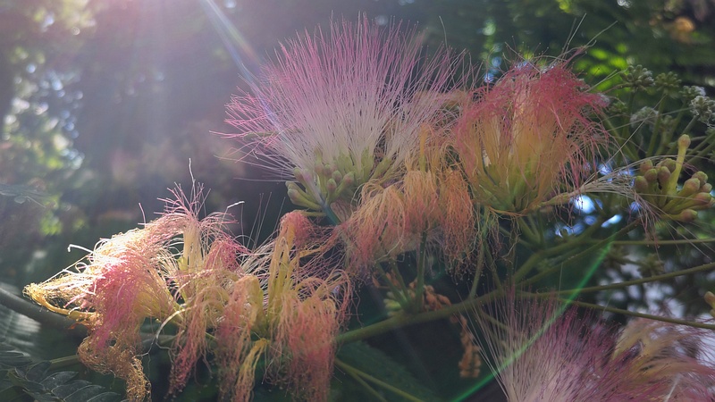 ネムノキの花 横浜市旭区鶴ヶ峰