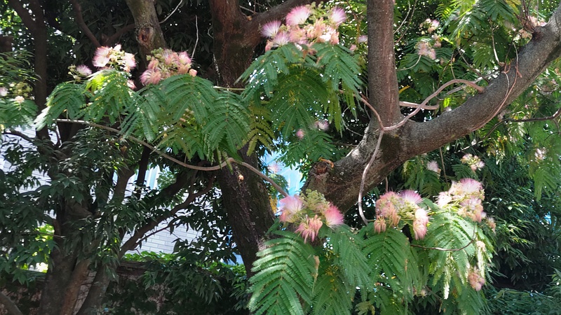 ネムノキの花 横浜市旭区鶴ヶ峰