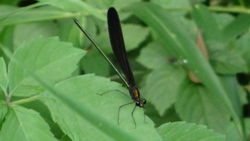 ハグロトンボ 横浜市旭区今宿東町