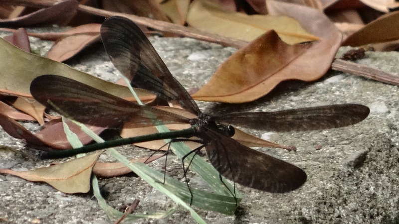 ハグロトンボ 横浜市旭区今宿東町